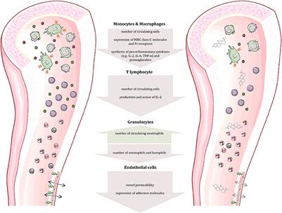 Glucocorticoids—All-Rounders Tackling the Versatile Players of the Immune System